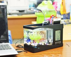 Người mệnh Thủy đặt gì trên bàn làm việc