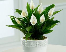 Ý nghĩa phong thủy của cây Lan Ý để bàn làm việc